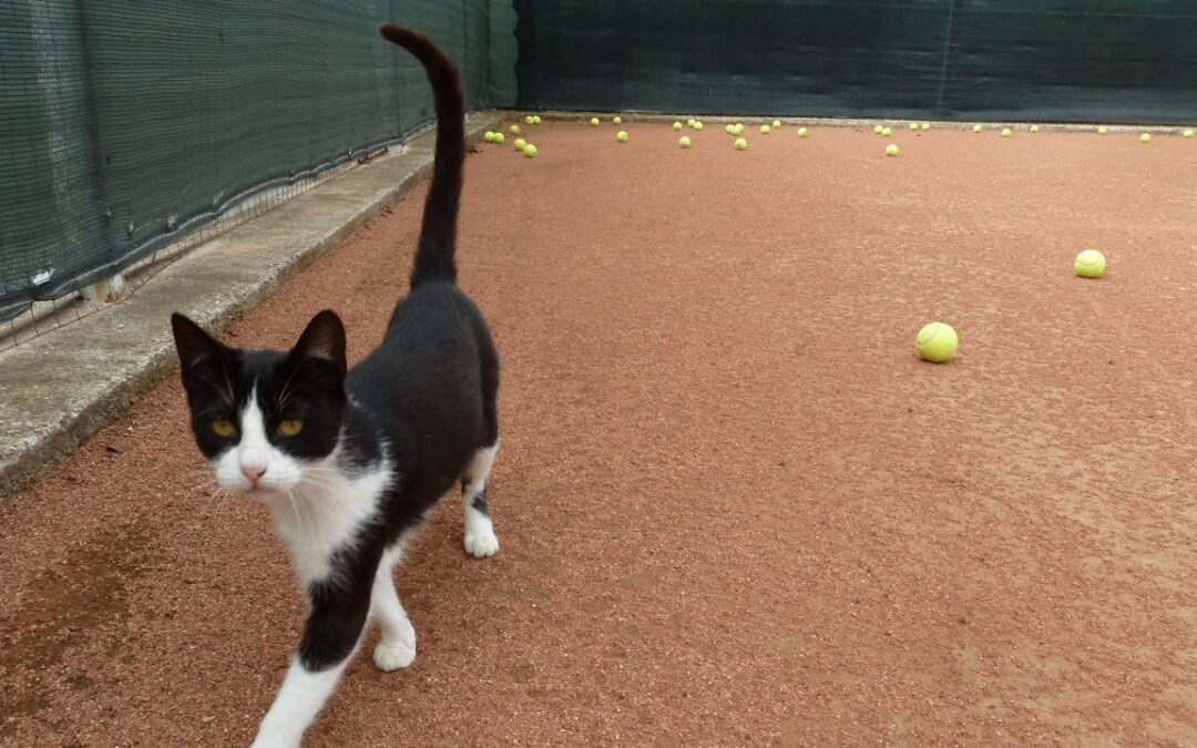 My Neighbors’ Animals Don’t Love Tennis! :) Bloopers